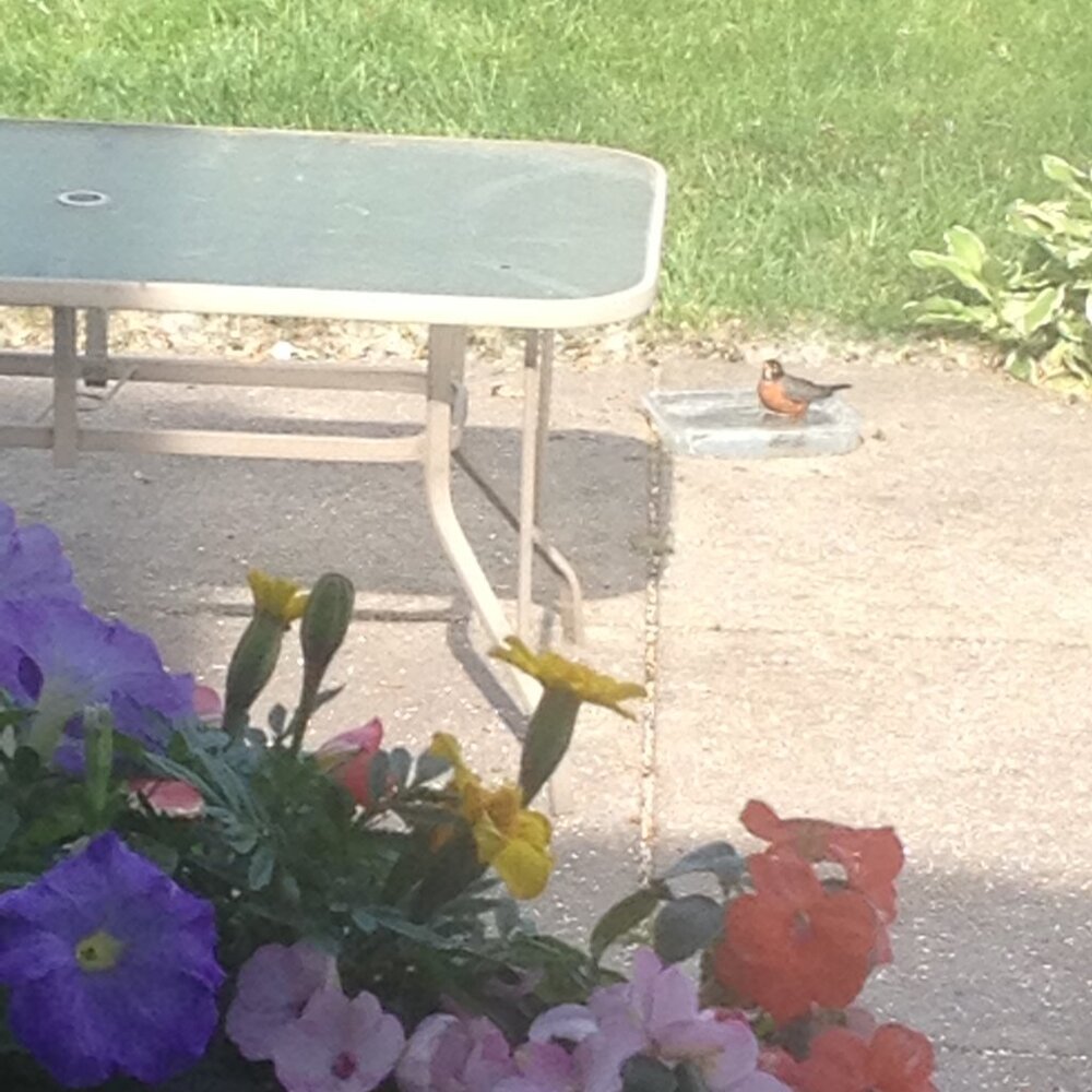 Stray work & Critter Pics! Just sharing XO. PLEASE Spay and Neuter your pets! - Picture 5 of 17
